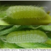 celas argiolus larva2 volg